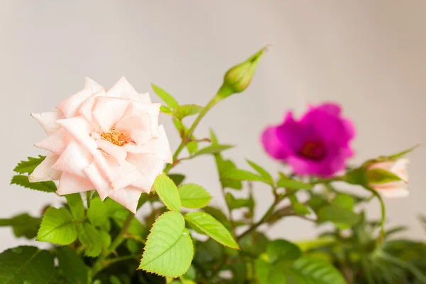 Flowers — Stock Photo, Image