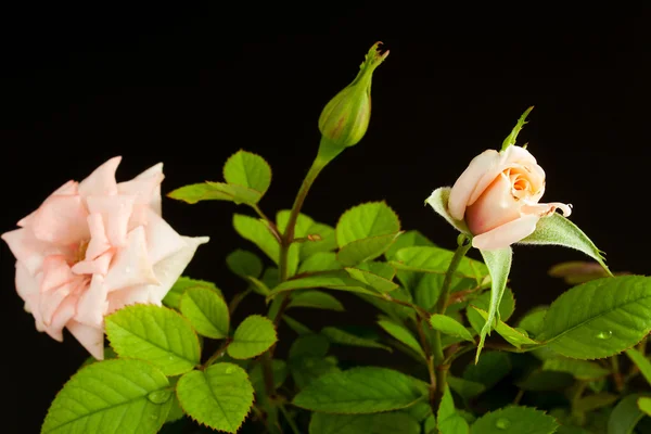 Flowers — Stock Photo, Image