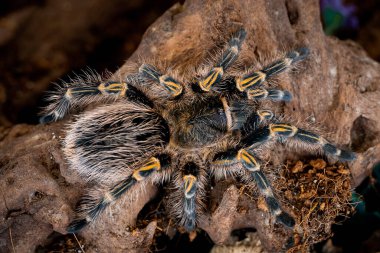 Altın diz tarantula Grammostola pulchripes