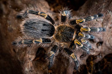Altın diz tarantula Grammostola pulchripes