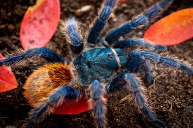 Şişe mavi örümcek Chromatopelma siyaneopubescens