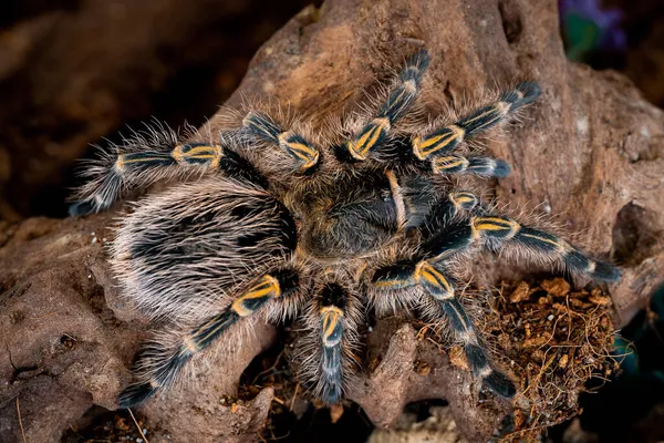 Tarantola Dorata Ginocchio Grammostola Pulchripes — Foto Stock