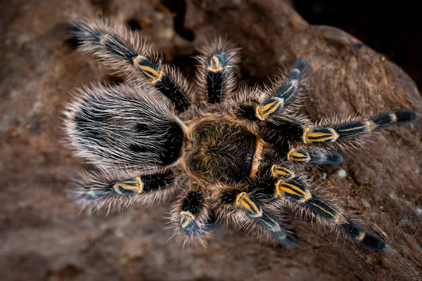 Tarântula Joelho Dourada Grammostola Pulchripes — Fotografia de Stock