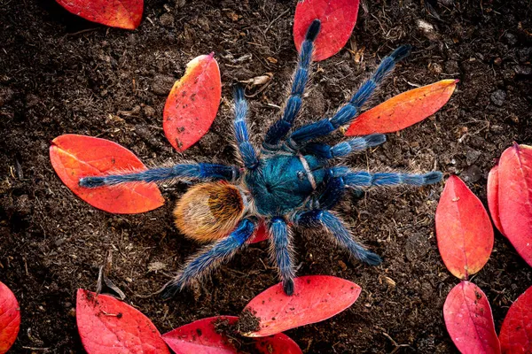 Lahvička Modrý Pavouk Chromatopelma Cyaneopubescens — Stock fotografie