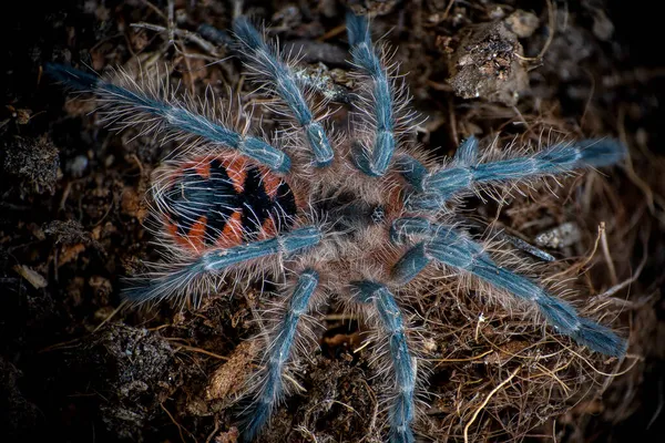 Rosenblom Tarantula Pamphobeteus Platyomma — Stockfoto