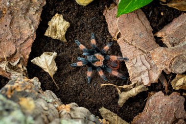 Meksikalı kızıl bacaklı tarantula Brachypelma Emilia