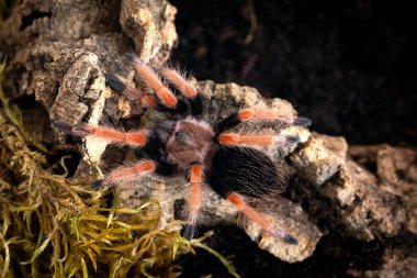 Ateş Meksika tarantula Brachypelma boehmei