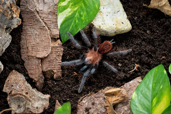 Brachypelma Kahlenbergi Aranha Tarântula Peluda — Fotografia de Stock