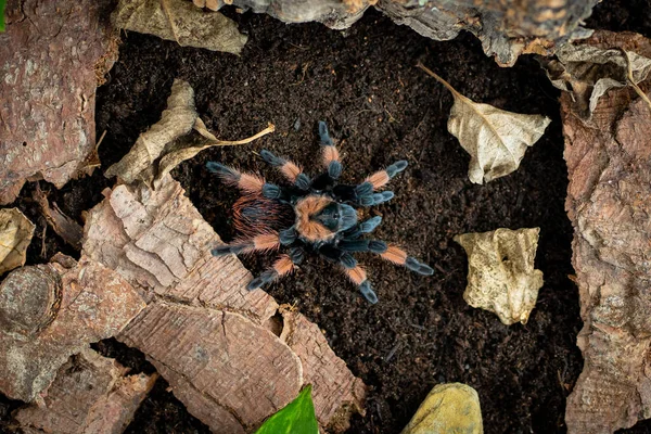 Mexikói Vöröslábú Tarantula Brachypelma Emilia — Stock Fotó
