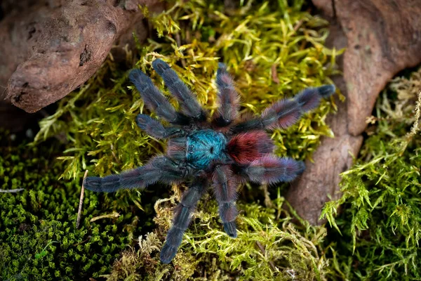 Pinktoe Martinique Tarantula Caribena Versicolor — Stock Fotó