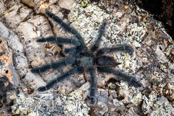 Tarentule Maul Foncé Psalmopoeus Victori — Photo