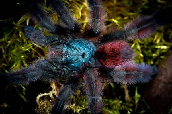 Pinktoe Martinique Tarantula Caribena Versicolor — Stock Fotó