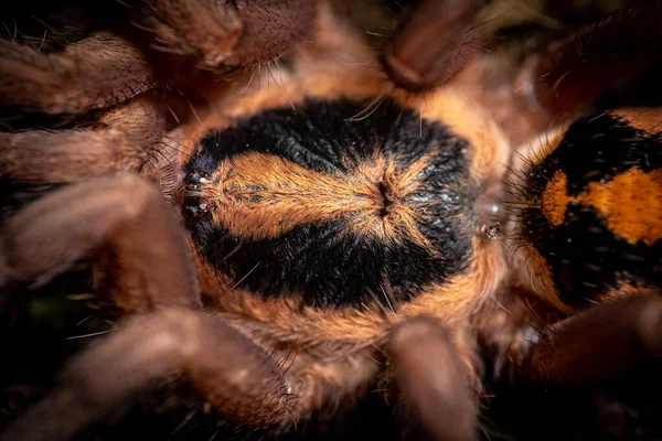 Тыквенный Патч Tarantula Hapalopus Formosus — стоковое фото