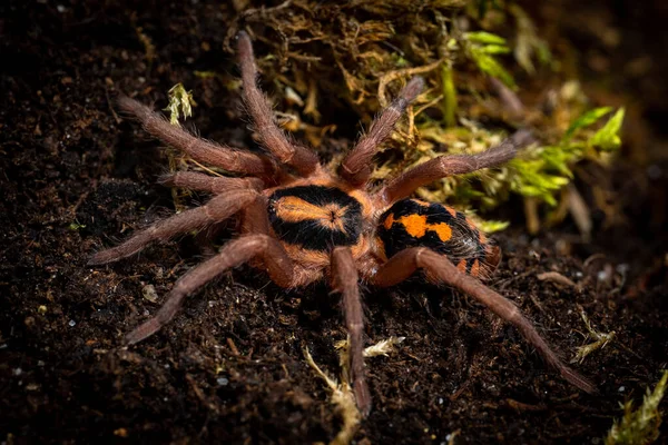 Töktapasz Tarantula Hapalopus Formosus — Stock Fotó