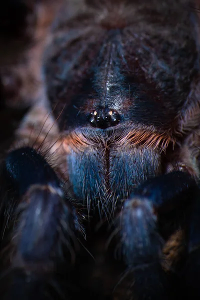 Brazilian Blue Tarantura Pterinopelma Sazimai — Stock Photo, Image