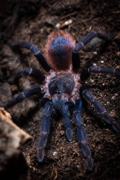 Braziliaanse Blauwe Tarantura Pterinopelma Sazimai — Stockfoto