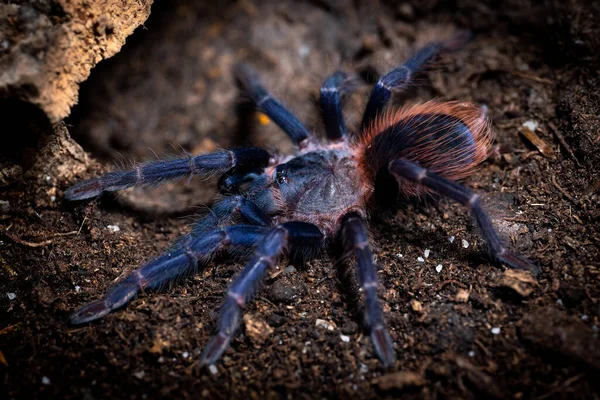 Tarentura Bleue Brésilienne Pterinopelma Sazimai — Photo