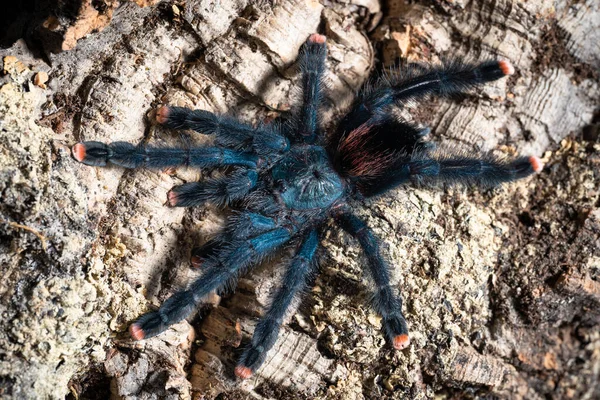 Guyane Pinktoe Tarantura Avicularia — Photo