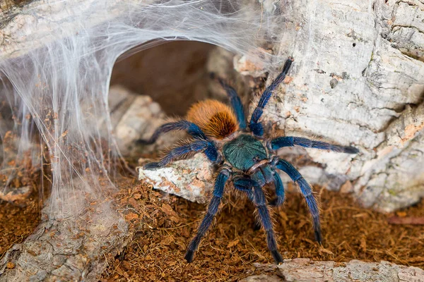 Araña Azul Botella Chromatopelma Cyaneopubescens —  Fotos de Stock