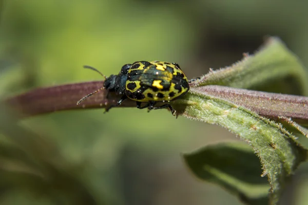 Coccinelle dorée II — Photo