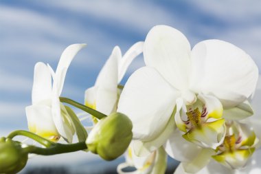 Beyaz Orkide
