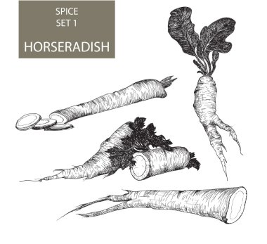 Horseradish - Hand drawn- Iluustration clipart