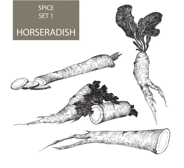 Horseradish - Ручной рисунок - Илюстрация — стоковый вектор