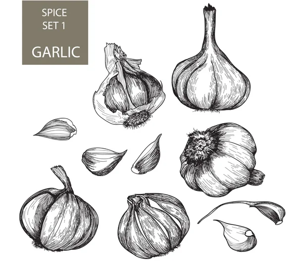 Knoblauch - von Hand gezeichnet - Illustration — Stockvektor