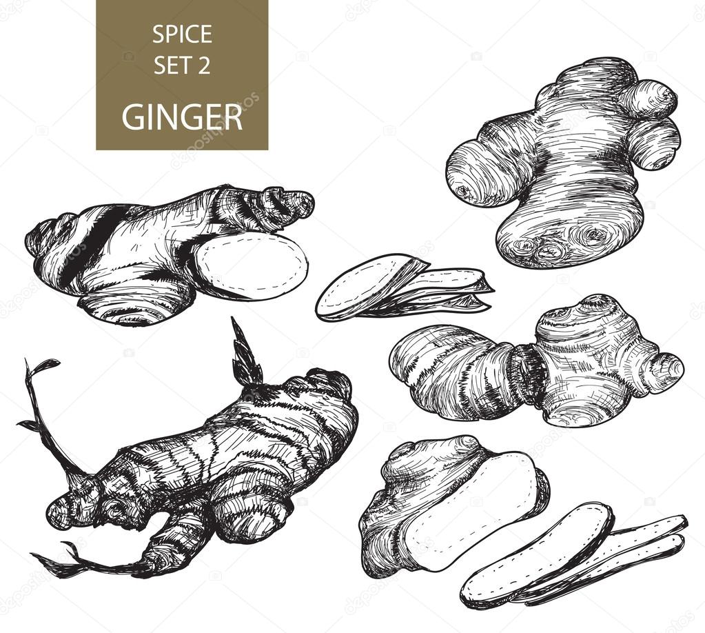 Ginger - Hand drawn - Illustration
