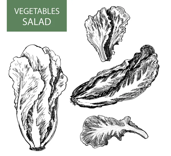 Sallad - uppsättning vektorillustration — Stock vektor