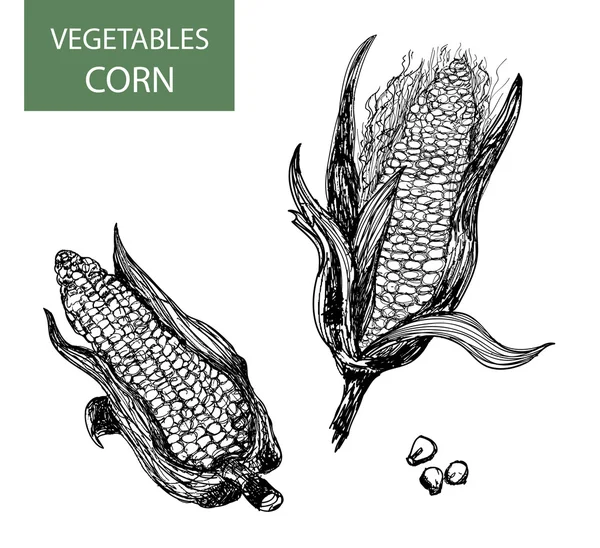 Corn-set of vector illustration — Stock Vector