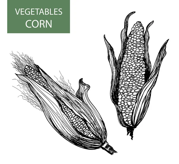 Maïs-ensemble d'illustration vectorielle — Image vectorielle