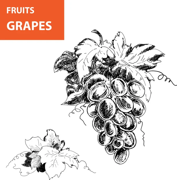 Ilustrações feitas à mão de uvas — Vetor de Stock