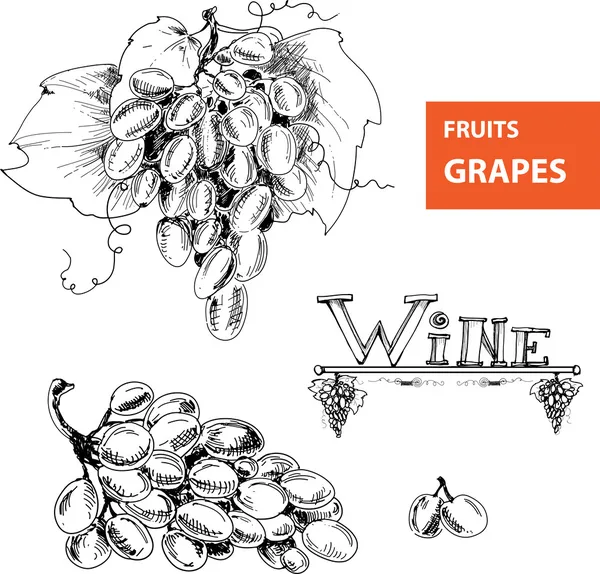 Illustrations of grapes. — Stock Vector