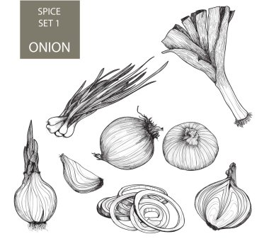 Onion. Set of illustrations clipart