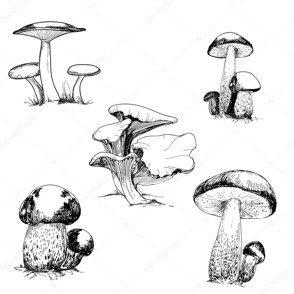 Set of wild mushrooms