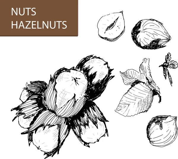 Hazelnuts — Stock Vector