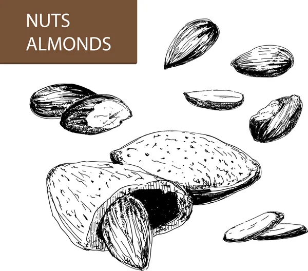 Amandes — Image vectorielle