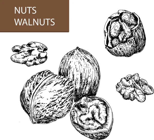 Walnuts — Stock Vector