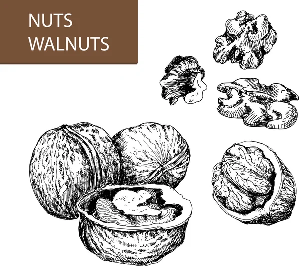 Walnuts — Stock Vector