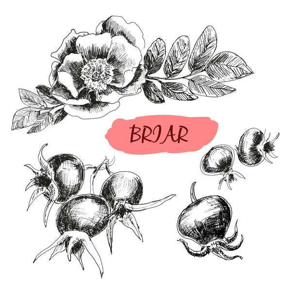 Briar. Rosa selvagem — Vetor de Stock