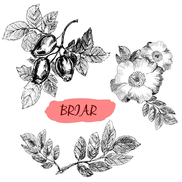 Briar. Wild rose — Stock Vector