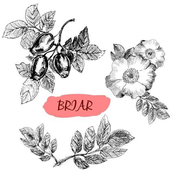 Briar. Rosa selvagem — Vetor de Stock