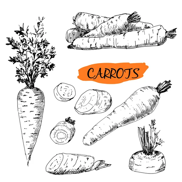 गाजर — स्टॉक व्हेक्टर