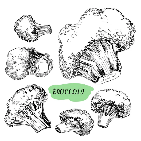 Broccolo — Vettoriale Stock