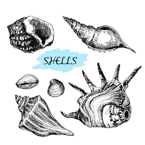Seashells — Stock Vector