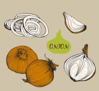 Onion. Set f illustrations