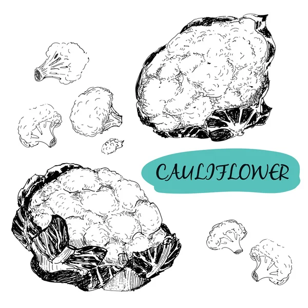 Cauliflower — Stock Vector