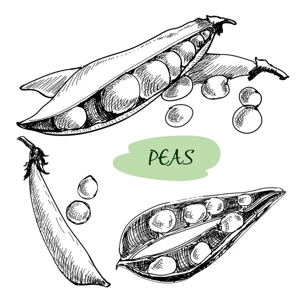 Des petits pois. Illustration dessinée main — Image vectorielle