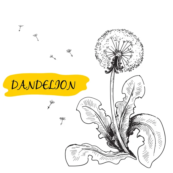 Diente de león — Vector de stock